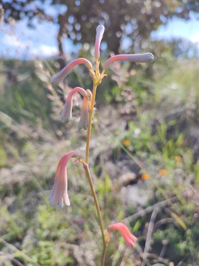 Agave zapopanensis, photographed by Abraham Sánchez Romero
