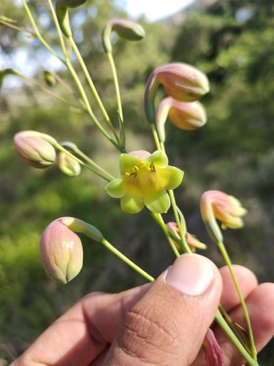 Agave bulliana, photographed by Abraham Sánchez Romero
