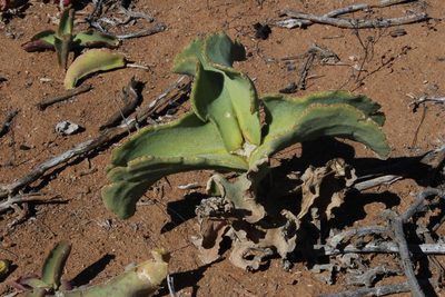 Mesembryanthemum barklyi, photographed by Tony Rebelo