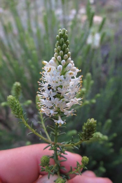 Selago eckloniana, photographed by Brian du Preez