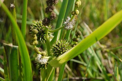Sparganium erectum, photographed by Johan Kjær Prehn
