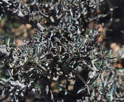 Euphorbia quadrata, photographed by Tony Rebelo