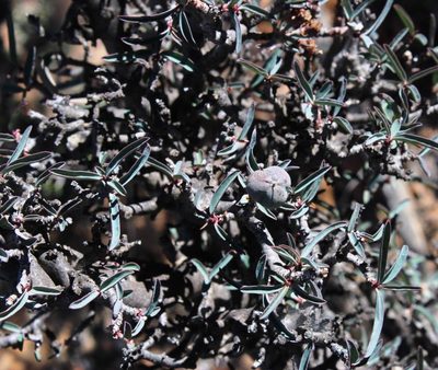 Euphorbia quadrata, photographed by Tony Rebelo