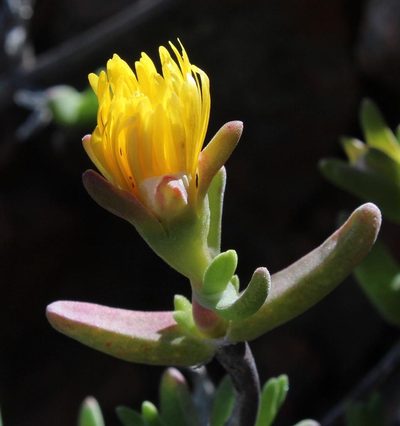 Mitrophyllum dissitum, photographed by Tony Rebelo