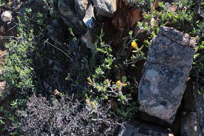 Mitrophyllum dissitum, photographed by Tony Rebelo