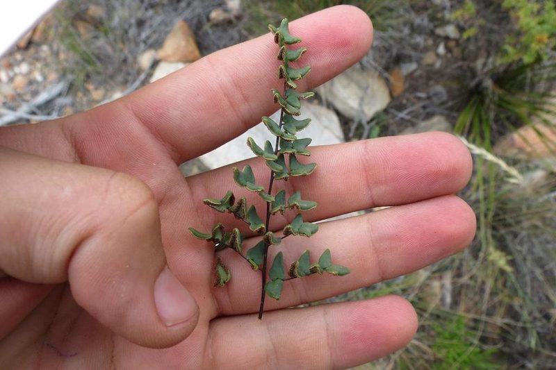 Choristosoria leucomelas, photographed by Brian du Preez