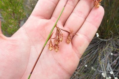 Staberoha aemula, photographed by Brian du Preez