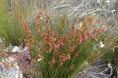 Staberoha aemula, photographed by Brian du Preez