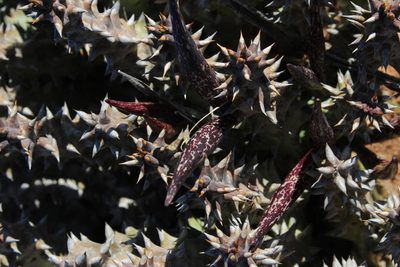 Quaqua mammillaris, photographed by Tony Rebelo