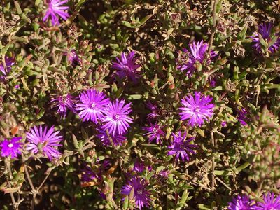 Drosanthemum asperulum, photographed by Shaun Swanepoel