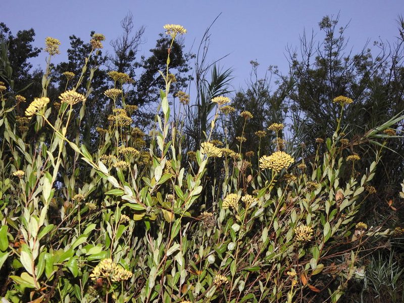 Bupleurum fruticosum, photographed by Duarte Frade