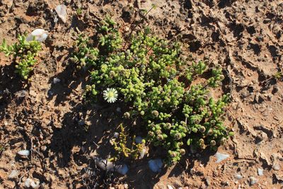 Drosanthemum schoenlandianum, photographed by Tony Rebelo
