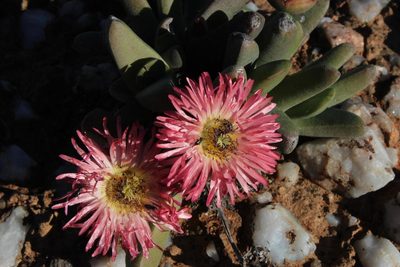 Cephalophyllum spissum, photographed by Tony Rebelo