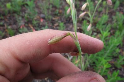 Hesperantha radiata, photographed by Brian du Preez