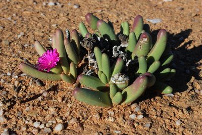 Argyroderma fissum, photographed by Tony Rebelo