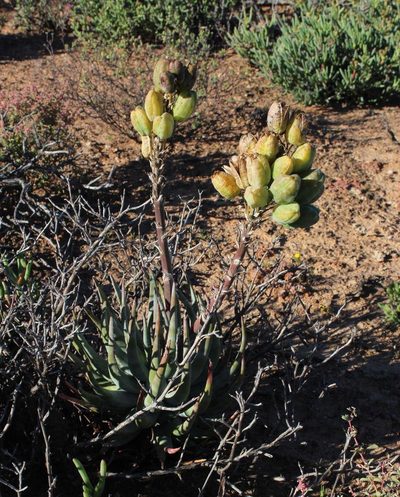 Aloe krapohliana, photographed by Tony Rebelo