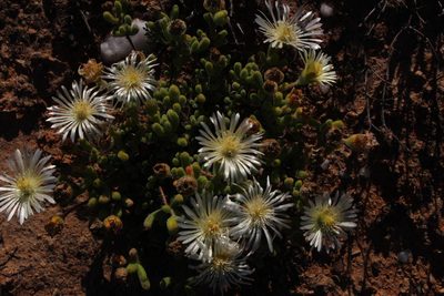 Drosanthemum schoenlandianum, photographed by Tony Rebelo
