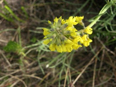 Lebeckia gracilis, photographed by Di Turner