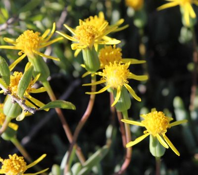 Senecio bulbinifolius, photographed by Tony Rebelo