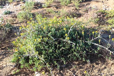Senecio bulbinifolius, photographed by Tony Rebelo