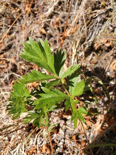 Potentilla drummondii, photographed by Shane Johnson