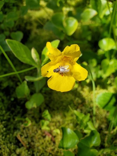Erythranthe veronicifolia, photographed by Shane Johnson