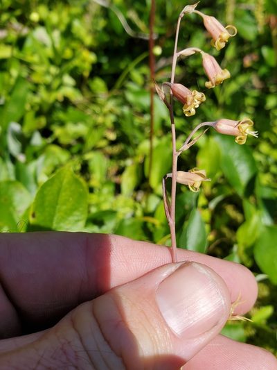 Anticlea occidentalis, photographed by Shane Johnson