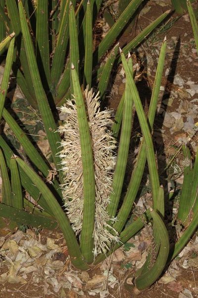 Dracaena pearsonii, photographed by Brian du Preez