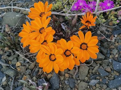 Gazania heterochaeta, photographed by flamelily