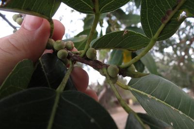 Ficus salicifolia, photographed by Brian du Preez