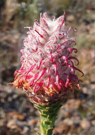 Paranomus longicaulis, photographed by Nicola van Berkel