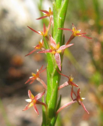 Struthiola tetralepis, photographed by douglaseustonbrown