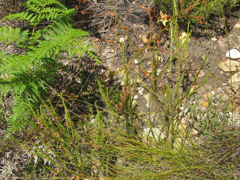 Struthiola tetralepis, photographed by douglaseustonbrown