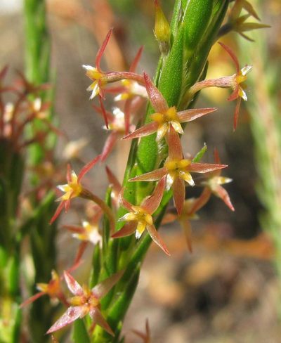 Struthiola tetralepis, photographed by douglaseustonbrown