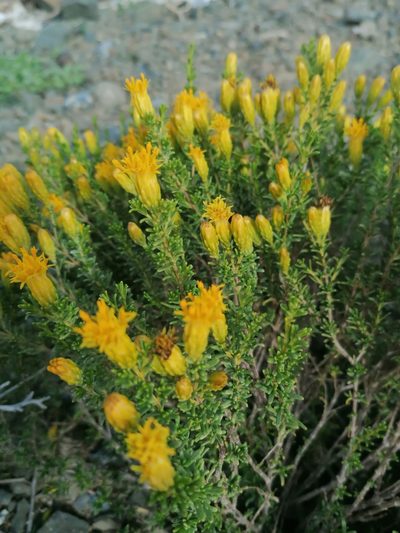Pteronia empetrifolia, photographed by flamelily