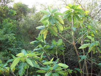 Vasconcellea quercifolia, photographed by Gonzalo Martinez