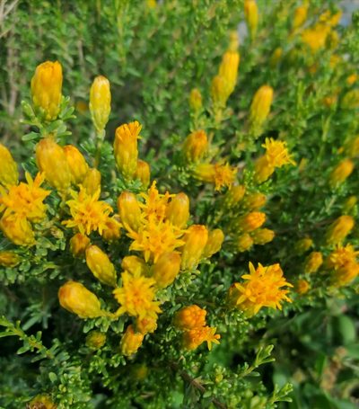Pteronia empetrifolia, photographed by flamelily