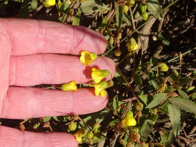 Hermannia saccifera, photographed by Shaun Swanepoel