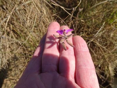 Polygala pubiflora, photographed by Shaun Swanepoel