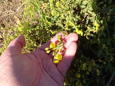 Hermannia saccifera, photographed by Shaun Swanepoel