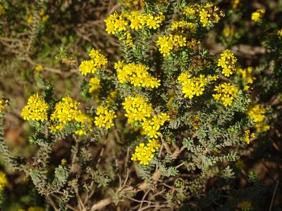 Oedera genistifolia, photographed by Shaun Swanepoel