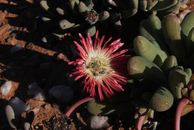 Cephalophyllum spissum, photographed by Tony Rebelo