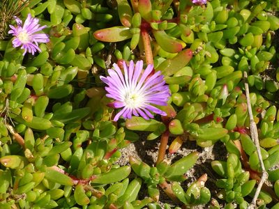 Disphyma crassifolium, photographed by Shaun Swanepoel