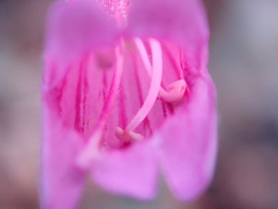 Penstemon richardsonii, photographed by Henrik Kibak