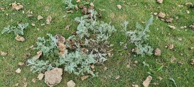 Artemisia maritima, photographed by Michael Bakker Paiva