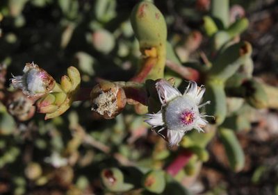 Stoeberia frutescens, photographed by Tony Rebelo