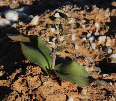 Lachenalia undulata, photographed by Tony Rebelo