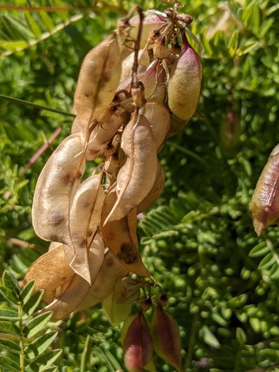 Astragalus penduliflorus, photographed by Denis Bastianelli