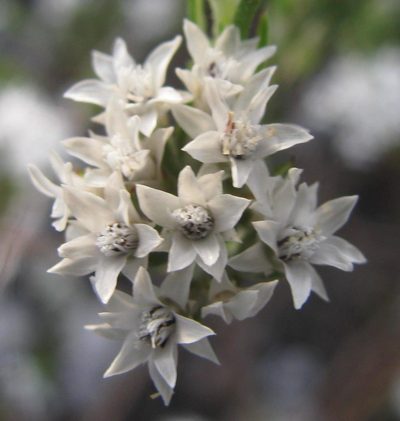 Metalasia quinqueflora, photographed by douglaseustonbrown