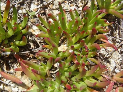 Lampranthus spectabilis, photographed by Nicola van Berkel